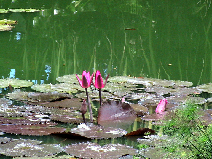 21a - Jardin Tropical 001.jpg